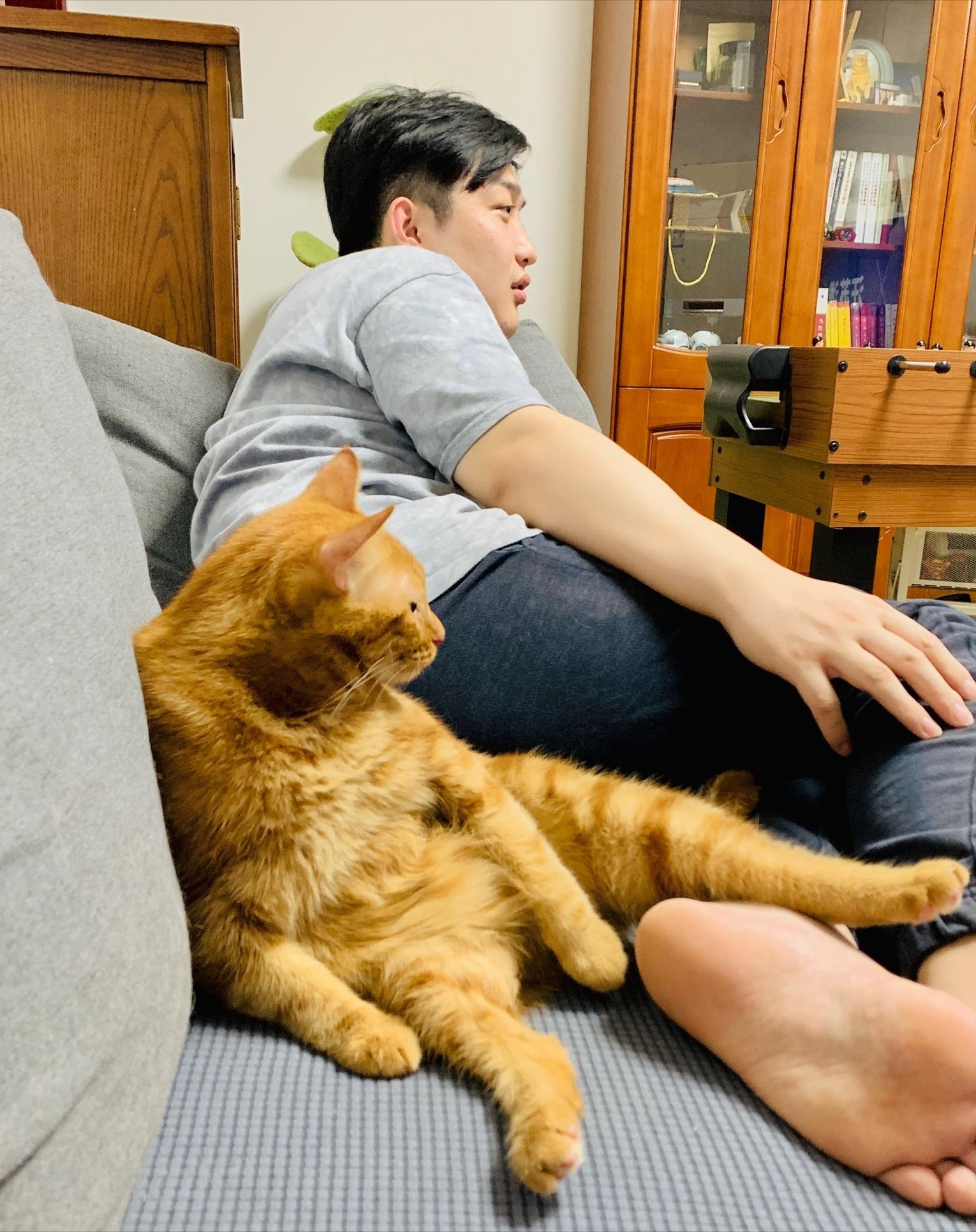 公猫拆蛋后的样子变化,公猫拆蛋后的变化