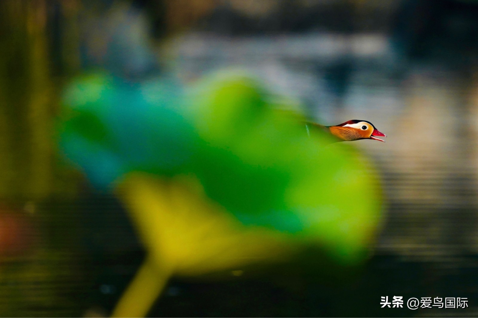 2024观鸟大年,观鸟大年介绍