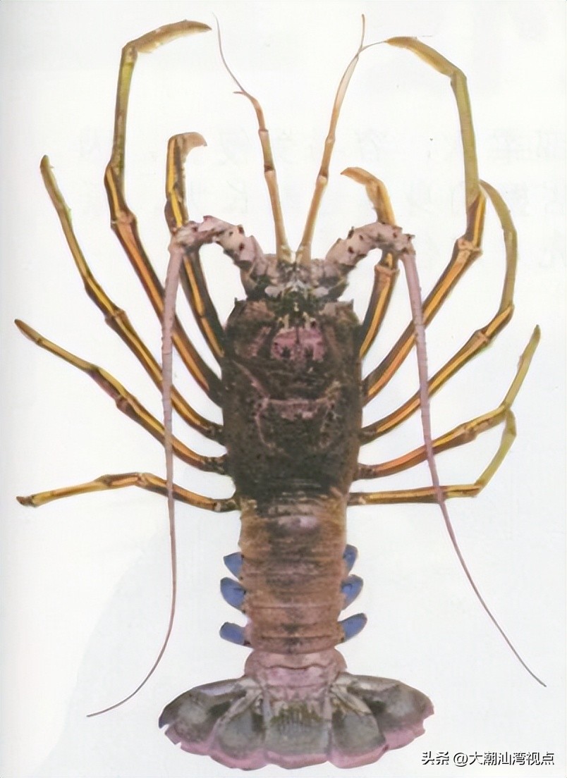 世界上各种龙虾视频介绍,世界各种龙虾价格