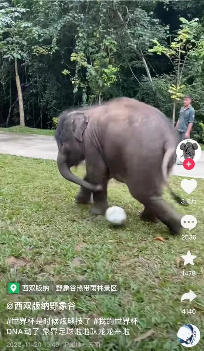 大象被铁链拴住,野象谷用针扎大象