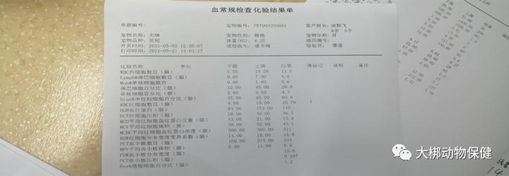 猫咪胃出血什么原因,猫咪胃炎需要怎么治疗