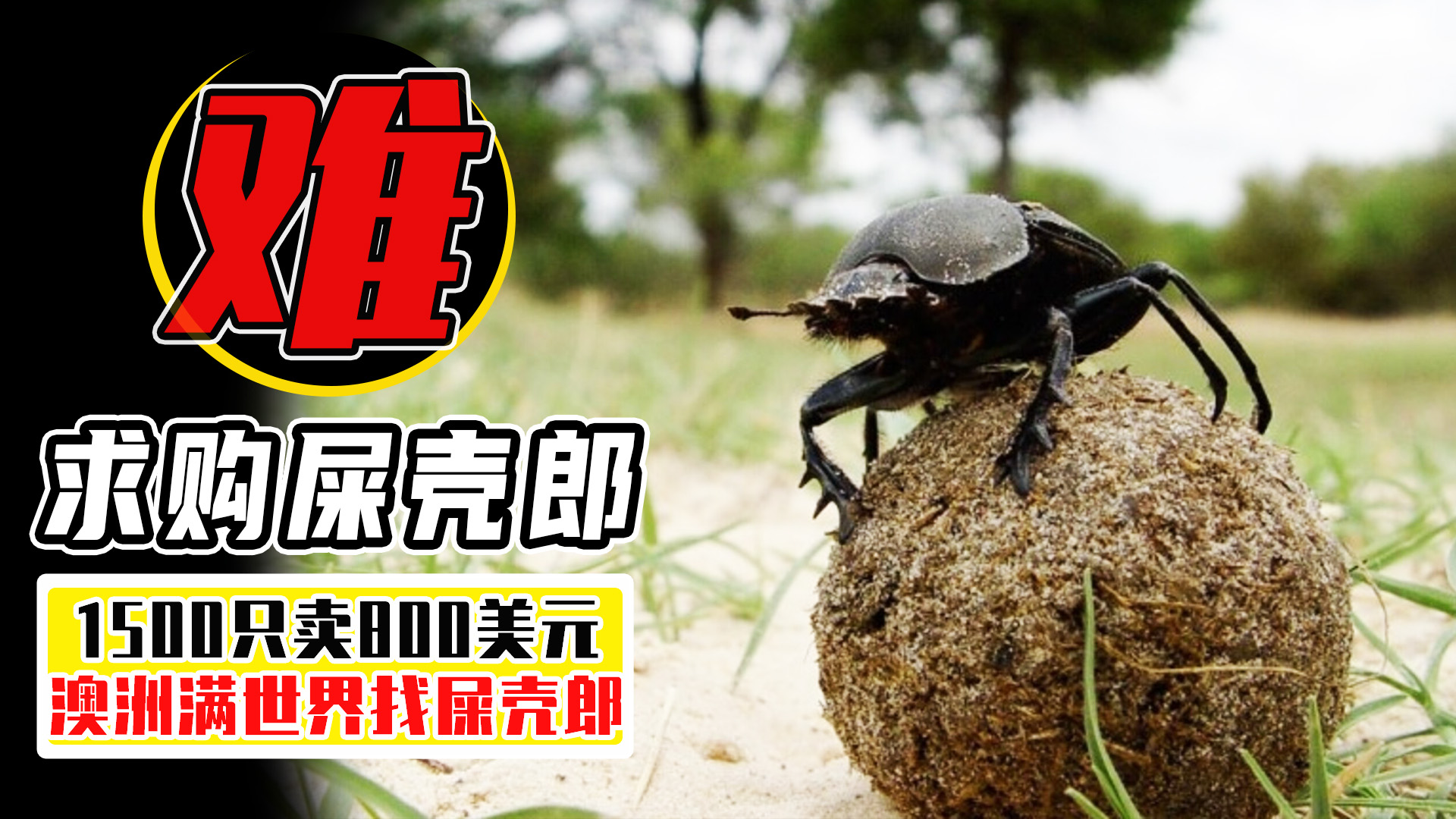 澳洲为什么进口屎壳郎,外国大量收购屎壳郎