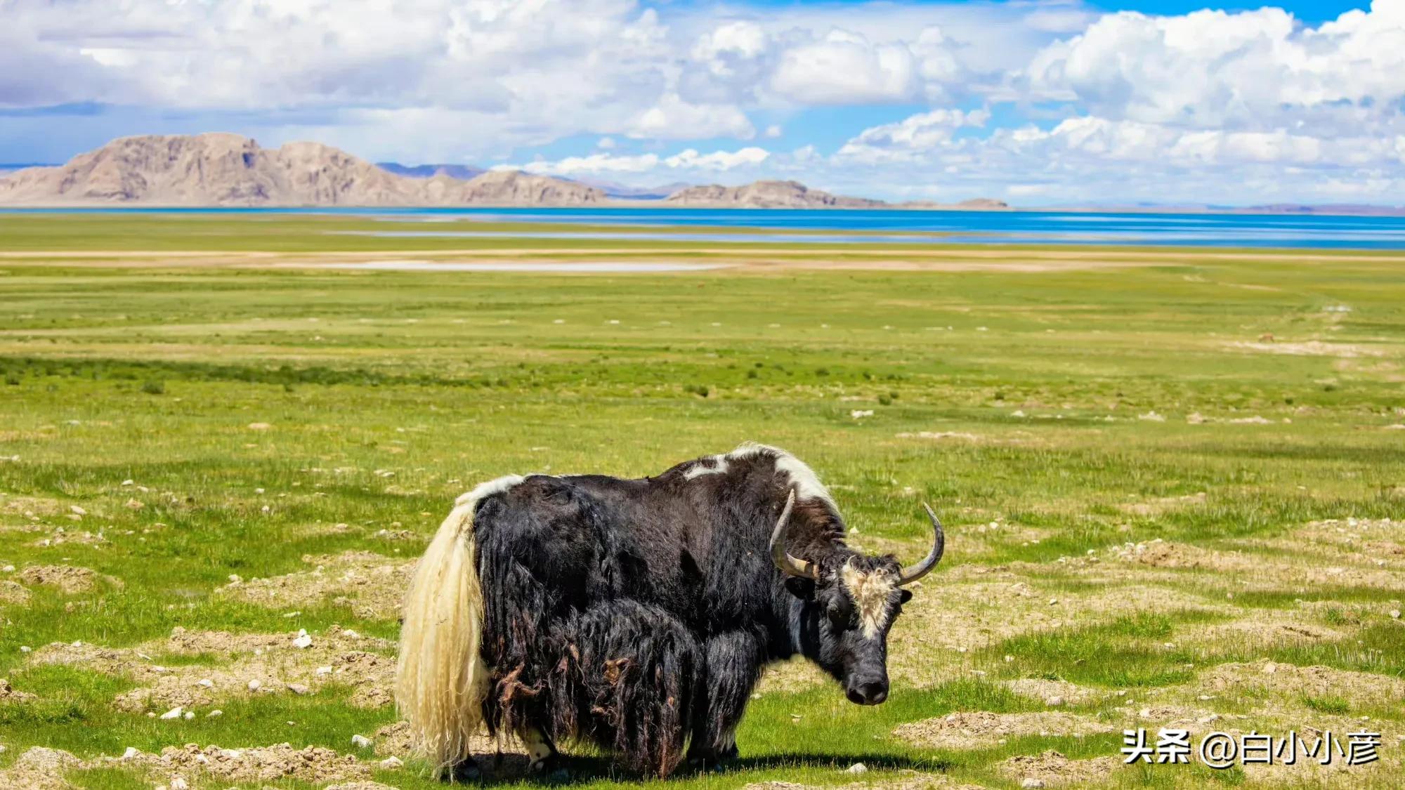 为什么焦虑症患者容易陷入思考,担忧未来总是焦虑怎么办