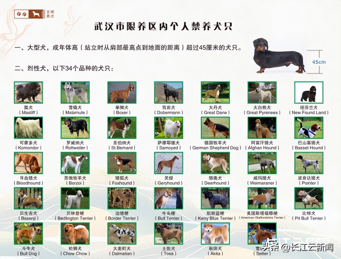 武汉狗狗哪里办证,武汉狗狗办证流程