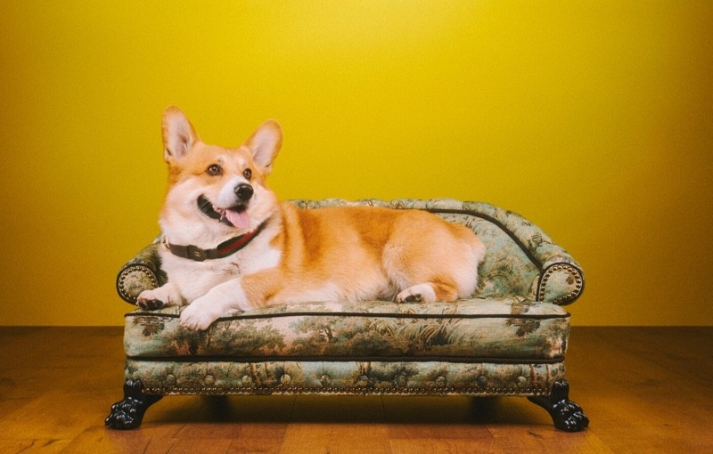 萌宠也跨年,gucci古驰宠物系列