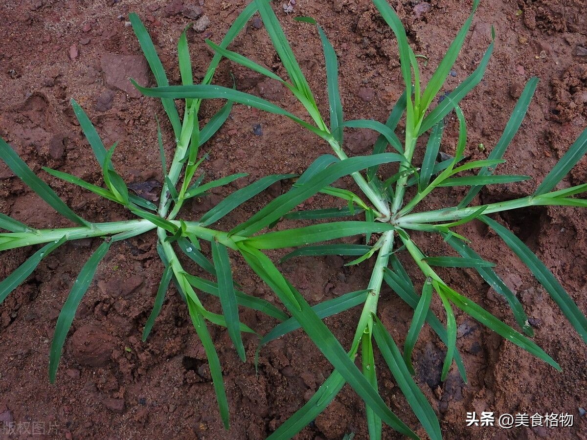 牛筋草煮鸡蛋的功效与作用科学吗,牛筋草煮鸡蛋农村生活