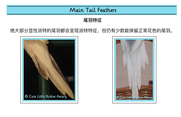 虎皮鹦鹉基因原理,虎皮鹦鹉钴基因