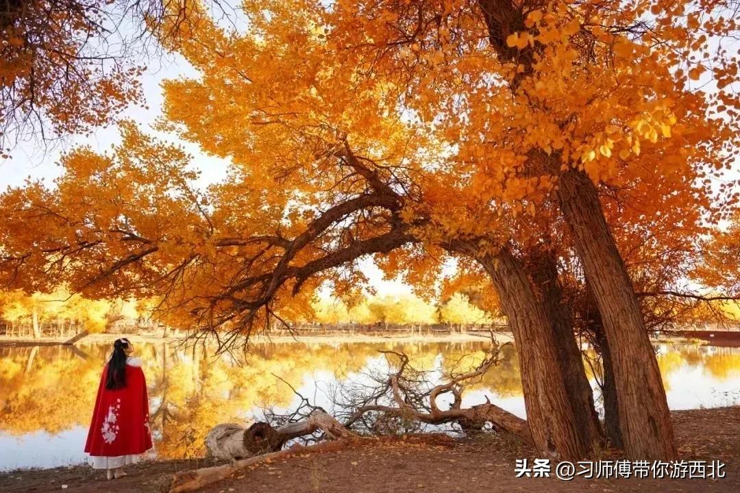 醉美胡杨深度游,额济纳胡杨林旅游攻略