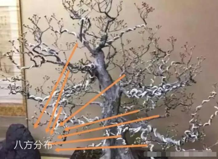 不理解枝条分布？掌握这4点，哪种造型都不难