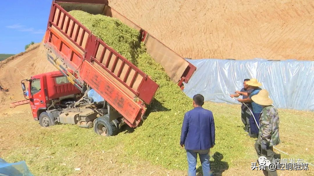 “我们这十年”丨崆峒：“畜”势勃发“牧”歌欢唱