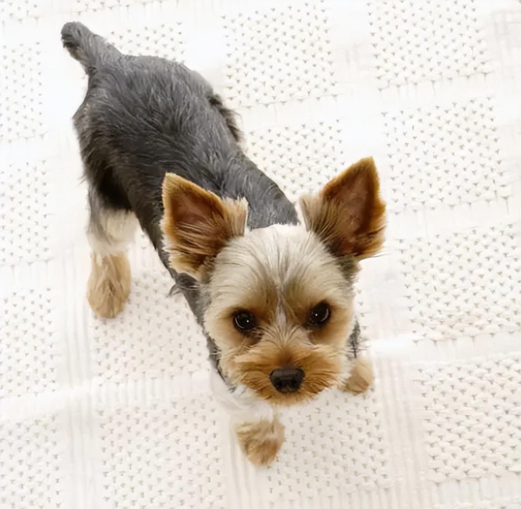 女子与狗狗共享生活，医院检查揭示令人惊讶的结果