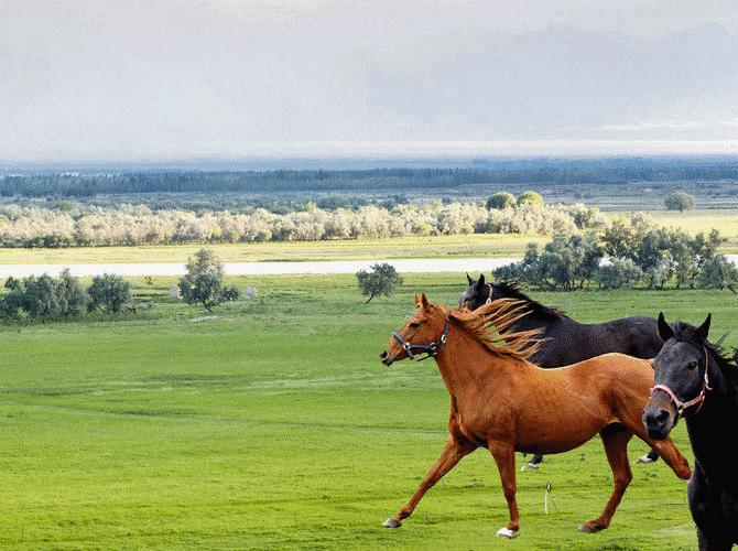 失去一条腿的大象,失去一条腿