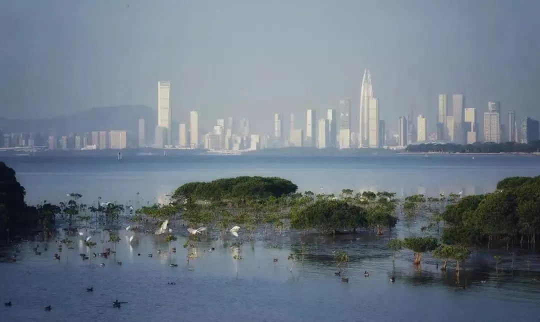 厦门深圳旅游攻略自由行,厦门和深圳游玩