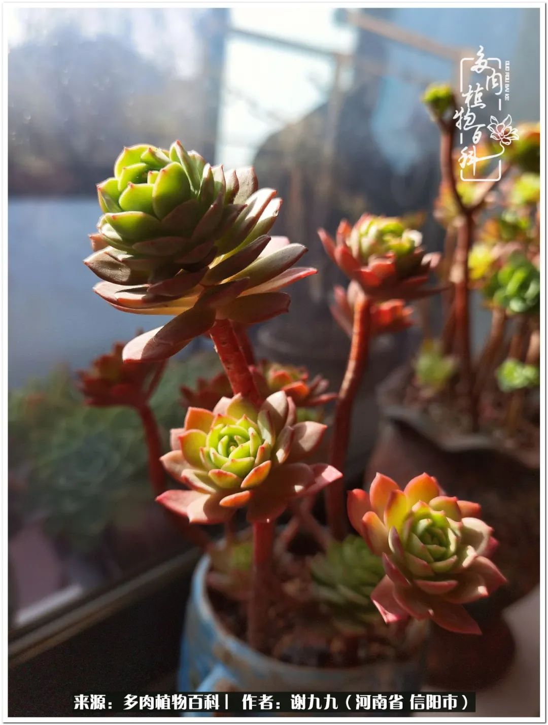 与多肉植物在一起的感怀,与多肉同行