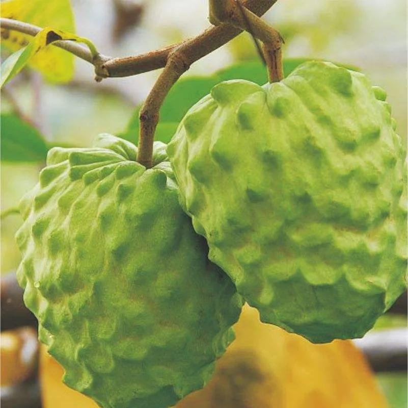 去台湾必买的十大品牌,去台湾旅游必买十样东西