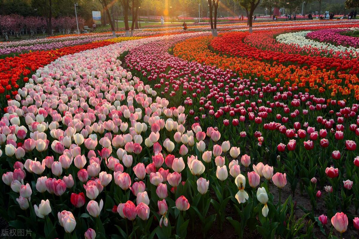 2022上海赏花时间一览表,上海赏花时间表