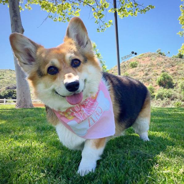 柯基犬优缺点分析,柯基犬优缺点及适合人群分析