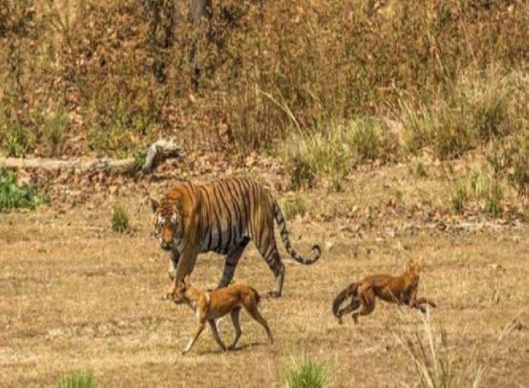祁连山出现的红狗,祁连山出现红狗是否是传说中的狈
