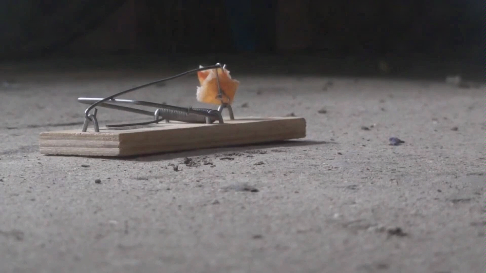 老鼠的报复性有多强,老鼠为什么会遇到威胁咬死同类