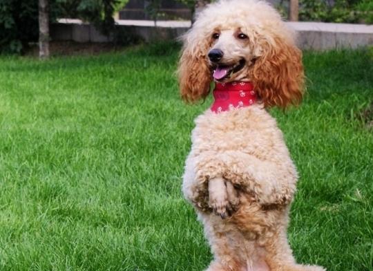 贵宾犬吃什么牌子的狗粮能去泪痕,贵宾犬和马尔泰哪个容易有泪痕