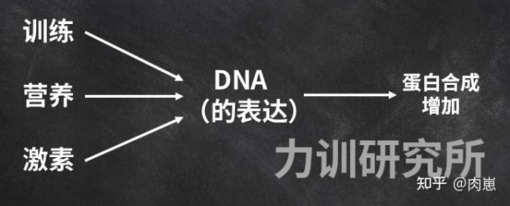 健身增肌好处的简介,锻炼和健身增肌的原理