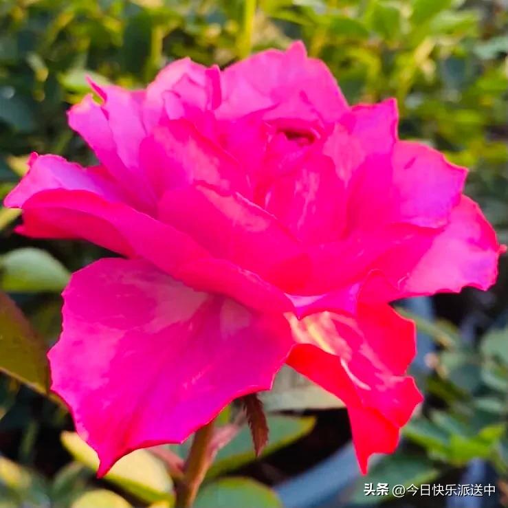 美醉了的月季花图片,各种颜色的月季花图片