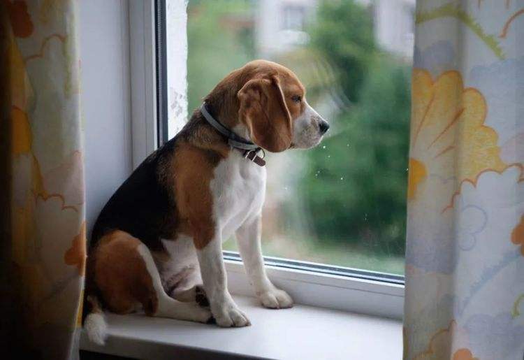 狗狗交配时，为何会发出“惨叫”呢？