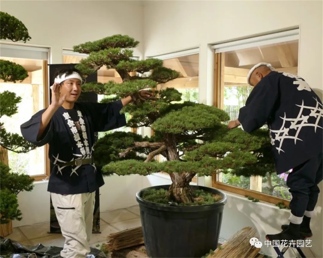 荷兰世园会“日本日”活动举行科学家发明“人发种植基质”|每周国际花讯