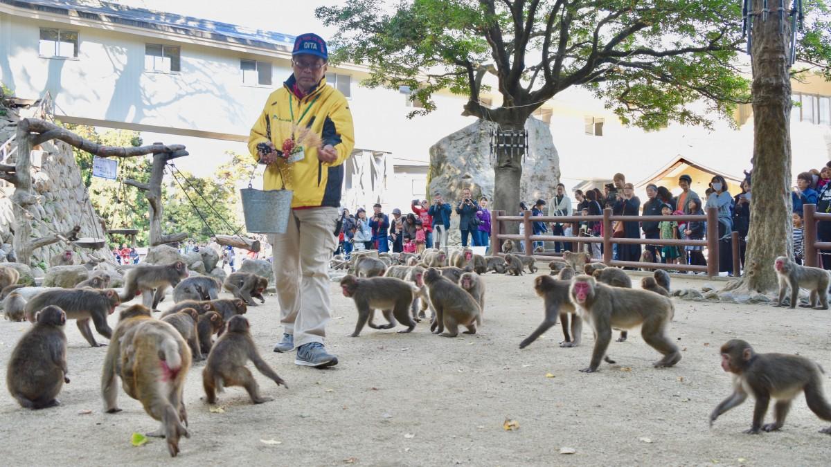 日本母猴称王,日本母猴王现状