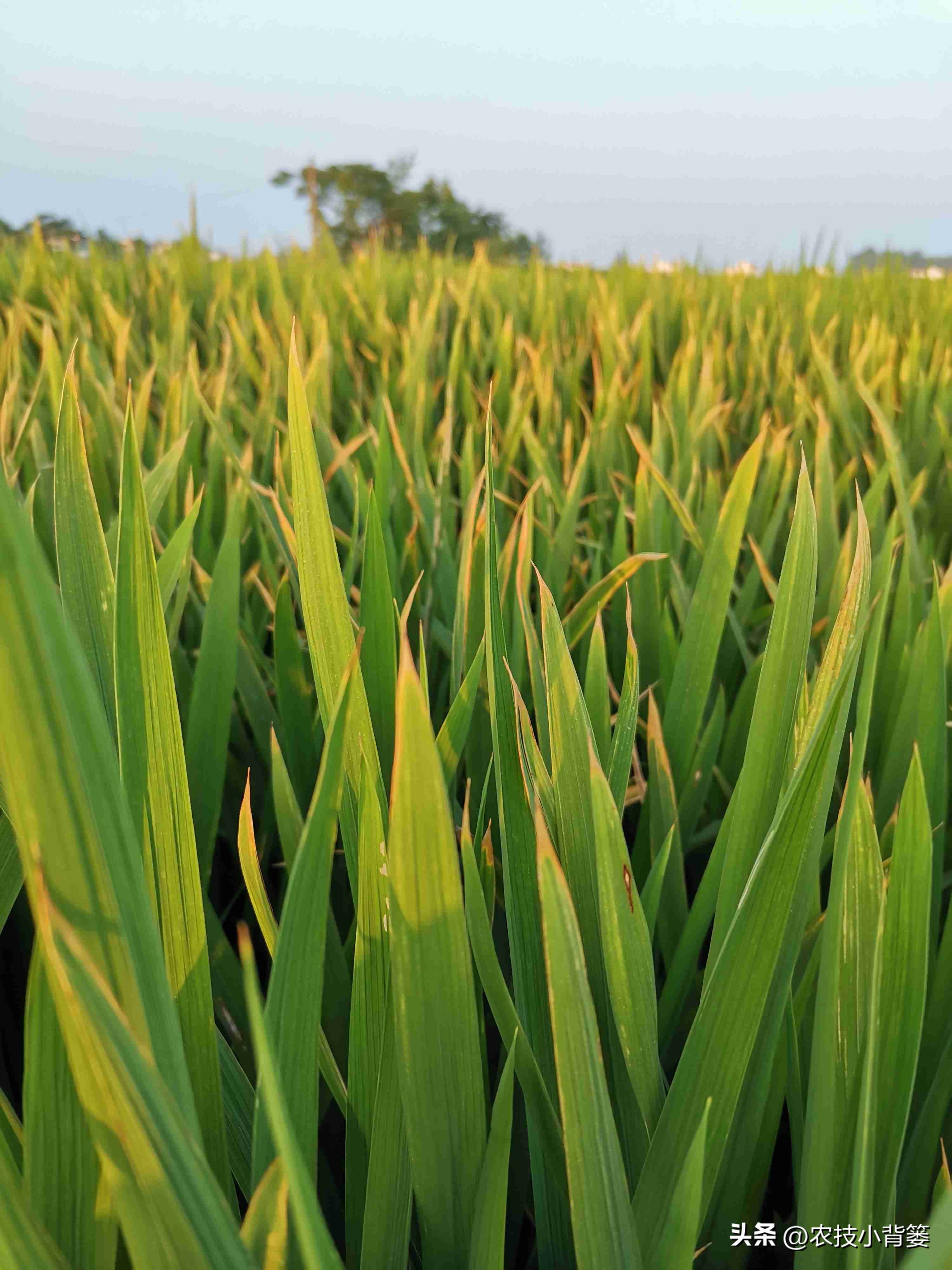 水稻稻苗发黄是什么病,水稻叶片发黄的原因及防治方法