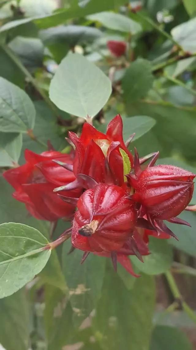 认识各种花的寓意,认识各种花的名称