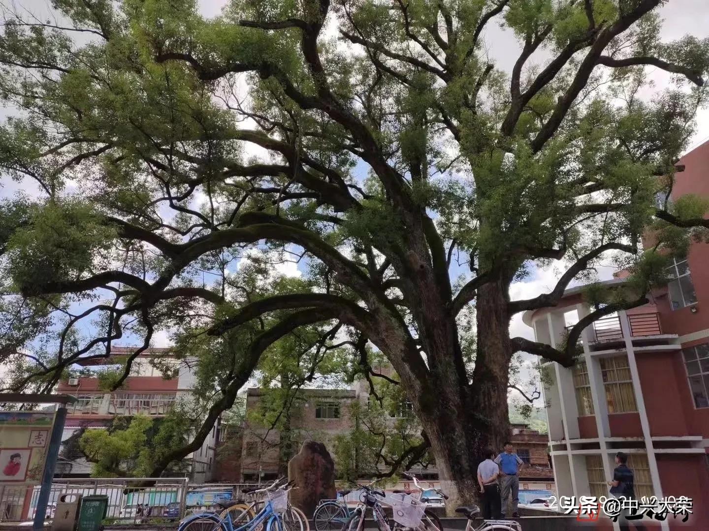 为了那场渴望的赛事