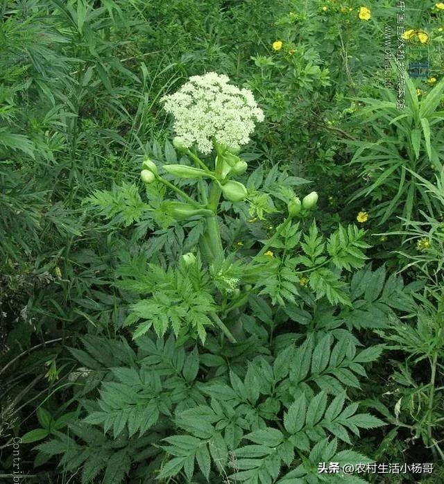 农村土地种什么药材赚钱,农民种地也能致富推荐一种中药材