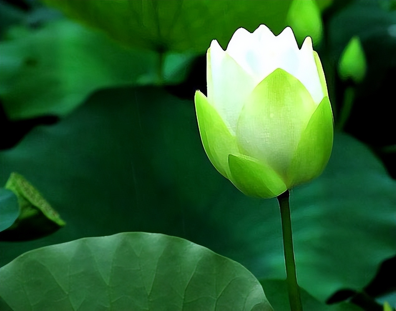 楞严经对人生的帮助,楞严经中说盲人