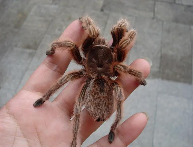 虎纹捕鸟蛛咬死牛事件,老虎捕杀大水牛