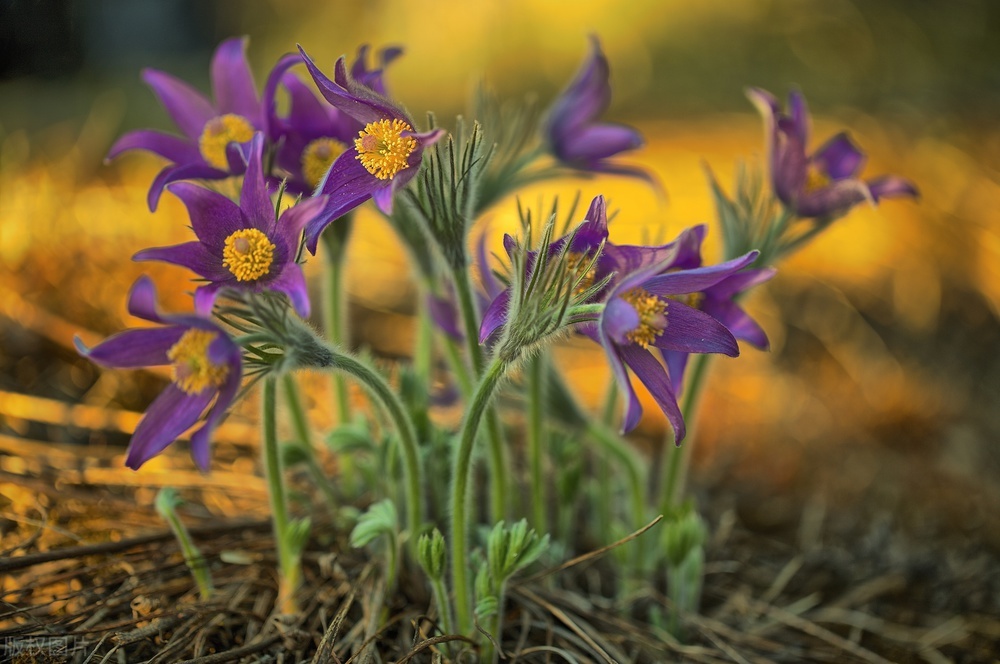 白头翁清热除湿止痢止血,白头翁清热解毒吗