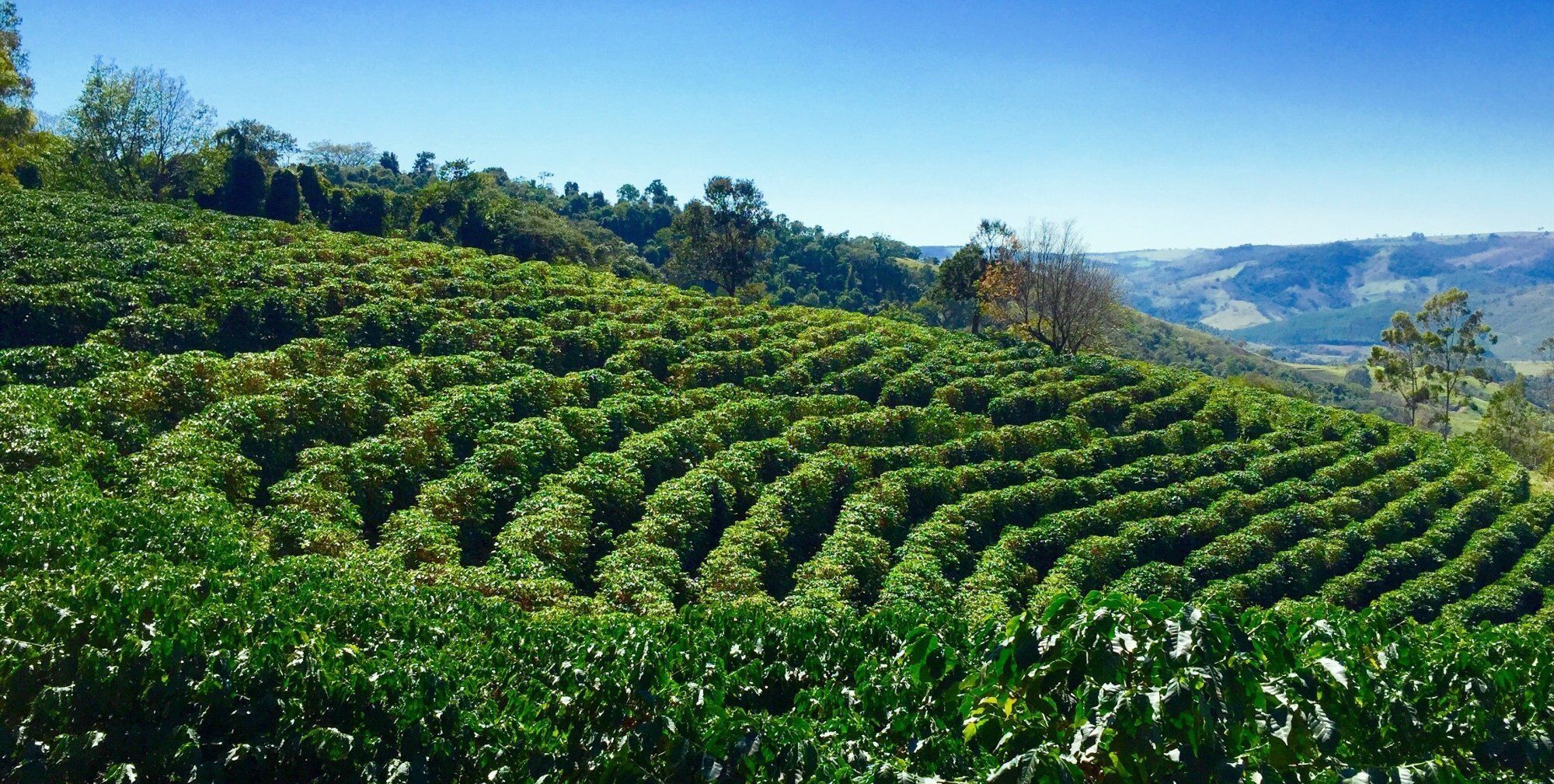 为什么巴西足球人才那么多,巴西为什么足球那么厉害
