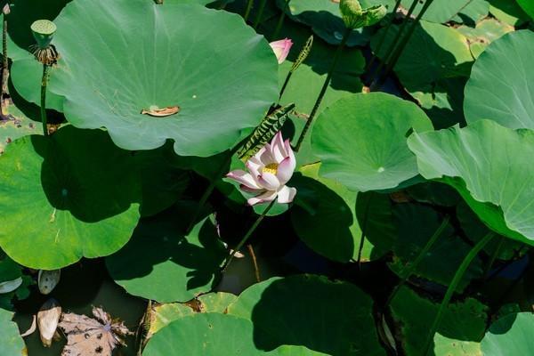 湾区光影魅力,南沙湾区超美风景线