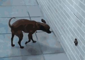 狗子在外面发疯乱跑怎么回事,狗子为什么会满屋子疯跑