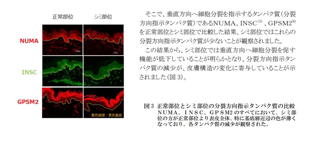 盘点4款大牌美白精华,美白精华合集8款