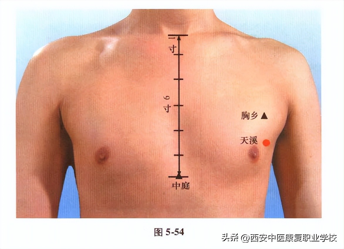 足太阴脾经腹段穴位分布,足太阴脾经经穴是哪个穴位