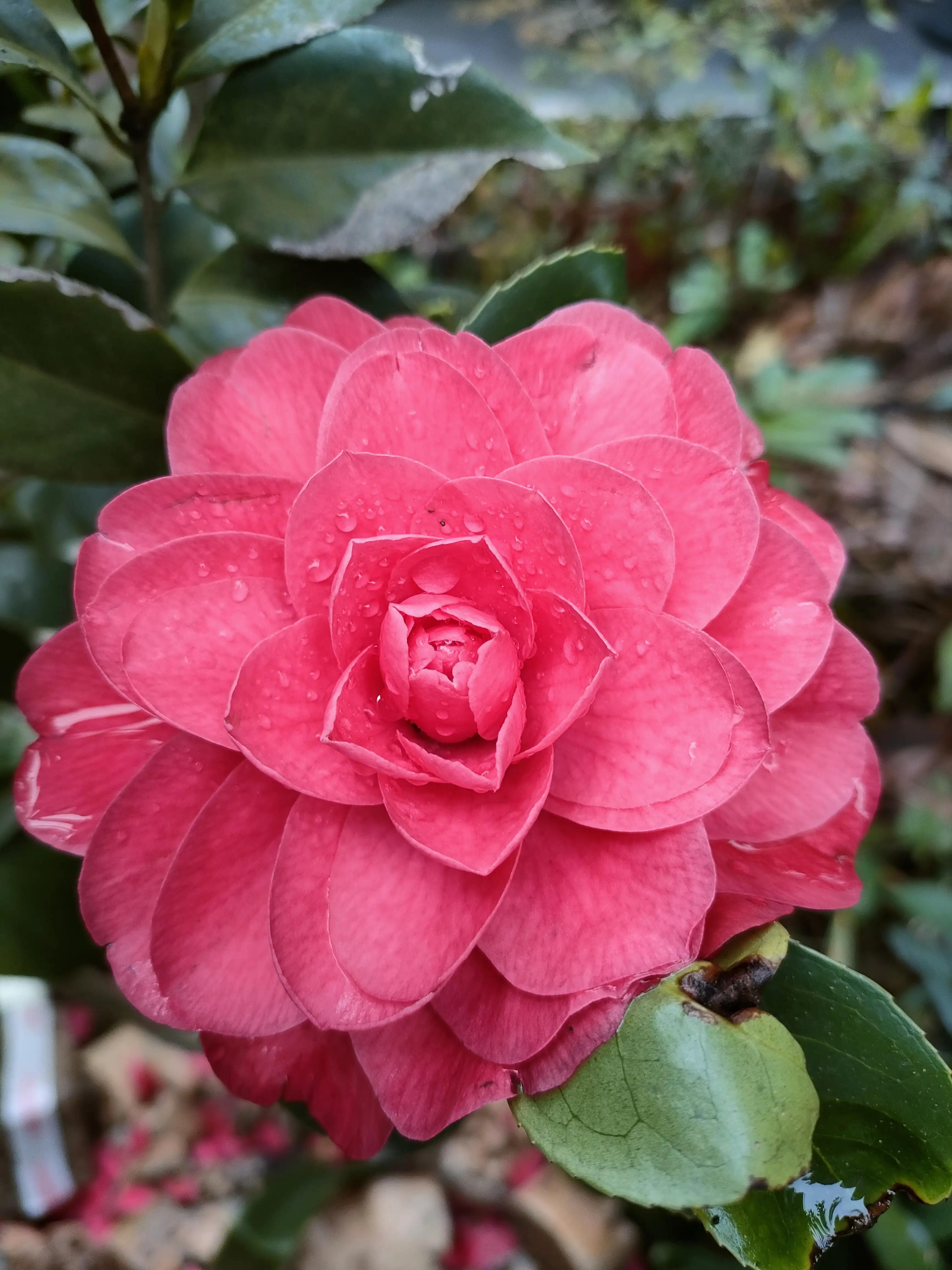 杜鹃茶花花苞蔫了是怎么回事,杜鹃茶花花苞老掉