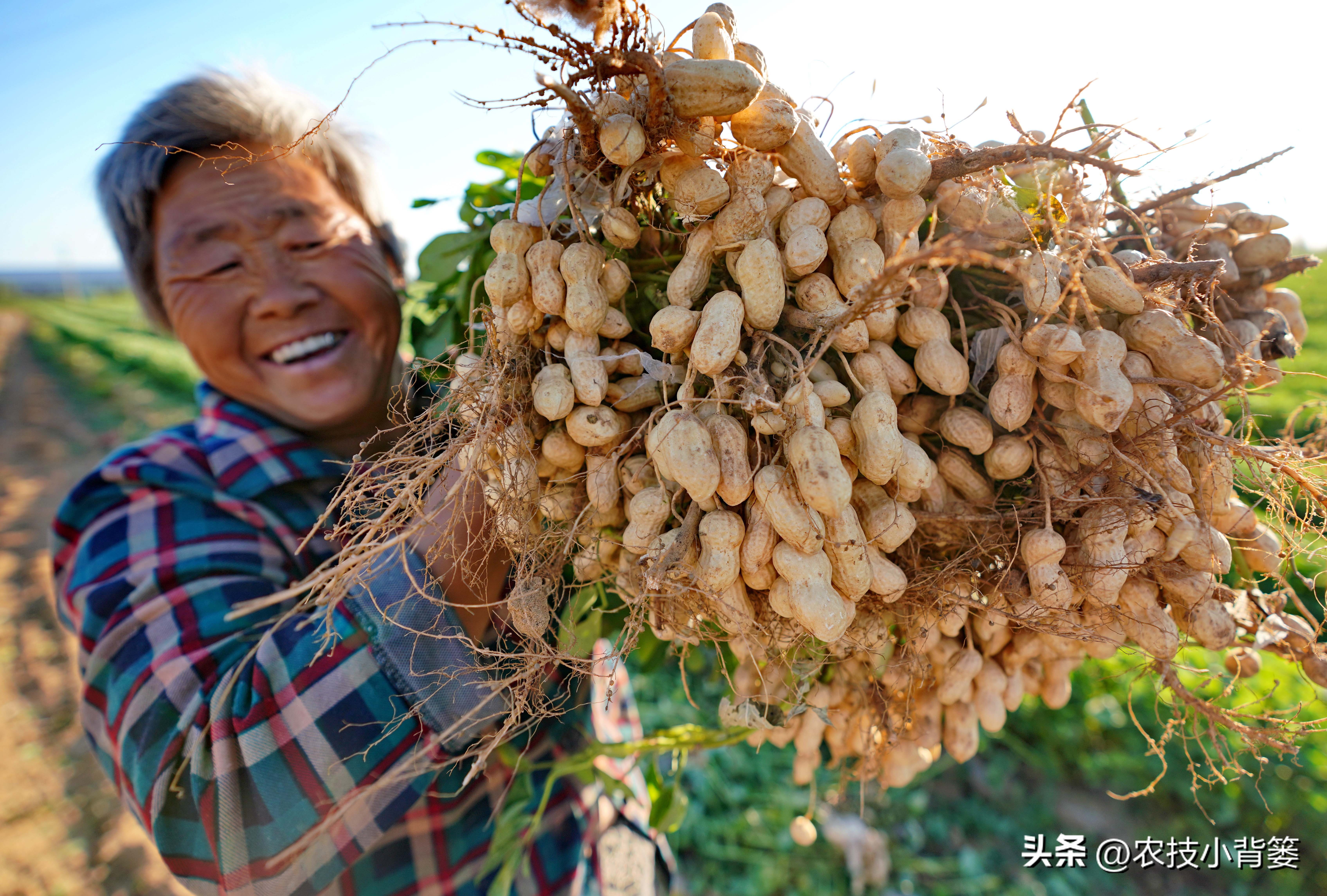 怎样解决花生空壳问题,花生空壳原因及防治方法