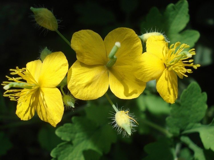 中药古今研究木瓜,中药古今研究苍耳子