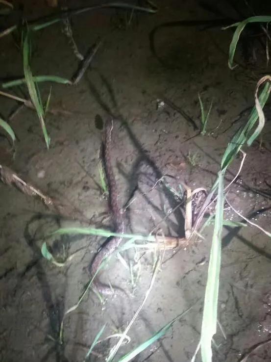 五一出行,这是包邮区城市最容易遇到的毒蛇