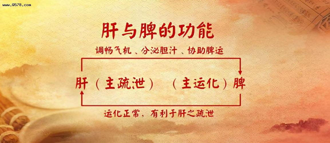 口苦和脾胃的关系,口苦跟胆的关系