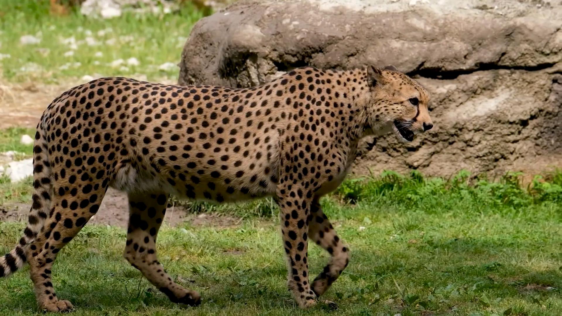 猎豹可以打过人类吗,如果在野外遇到猎豹怎么办