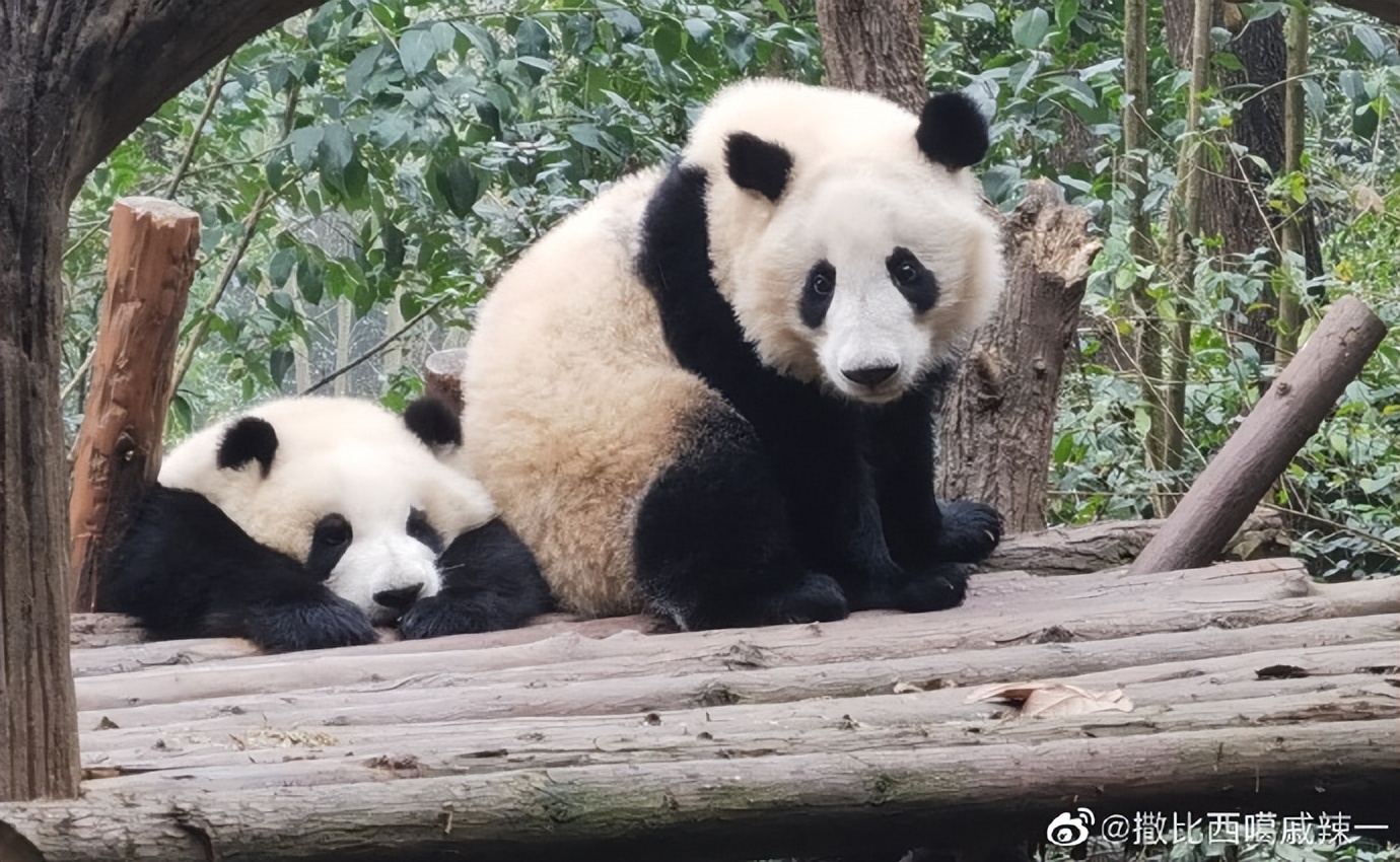 花花：接住谭爷爷给的小苹果，仿佛接住了整个世界。