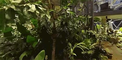 客厅实用盆栽植物有哪些,客厅一般放什么植物盆栽比较好