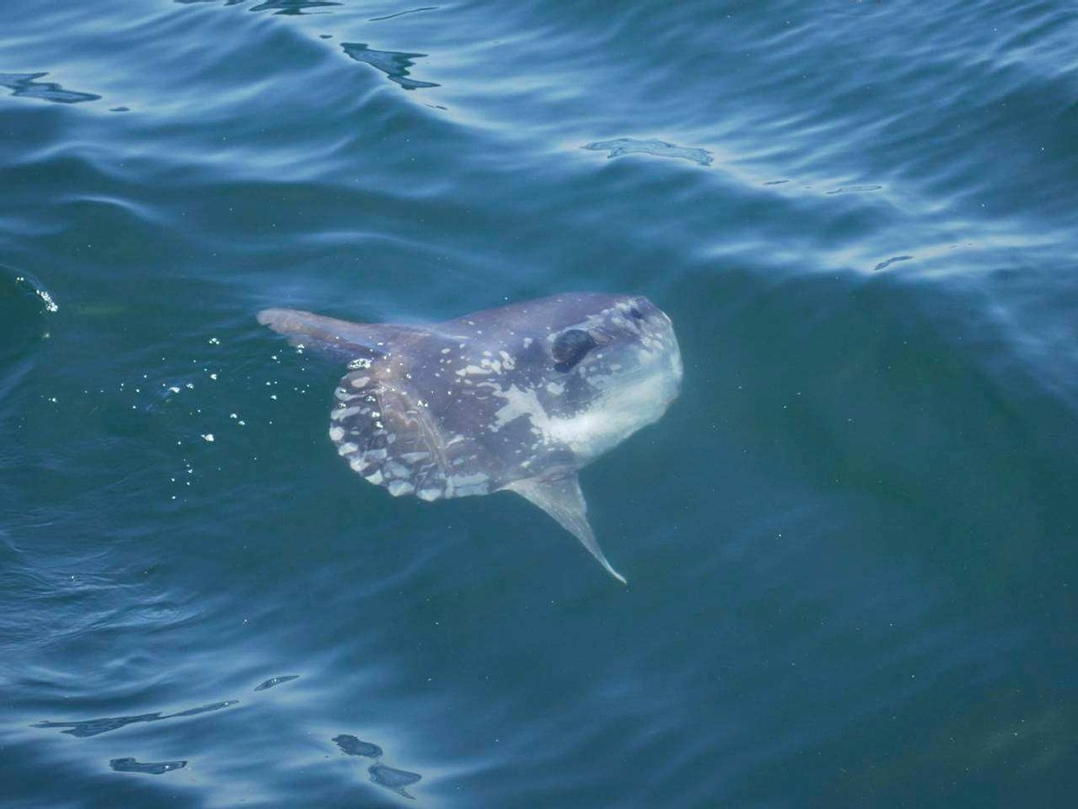 海洋里翻车鱼被吃了一半还能活吗,海中自助餐